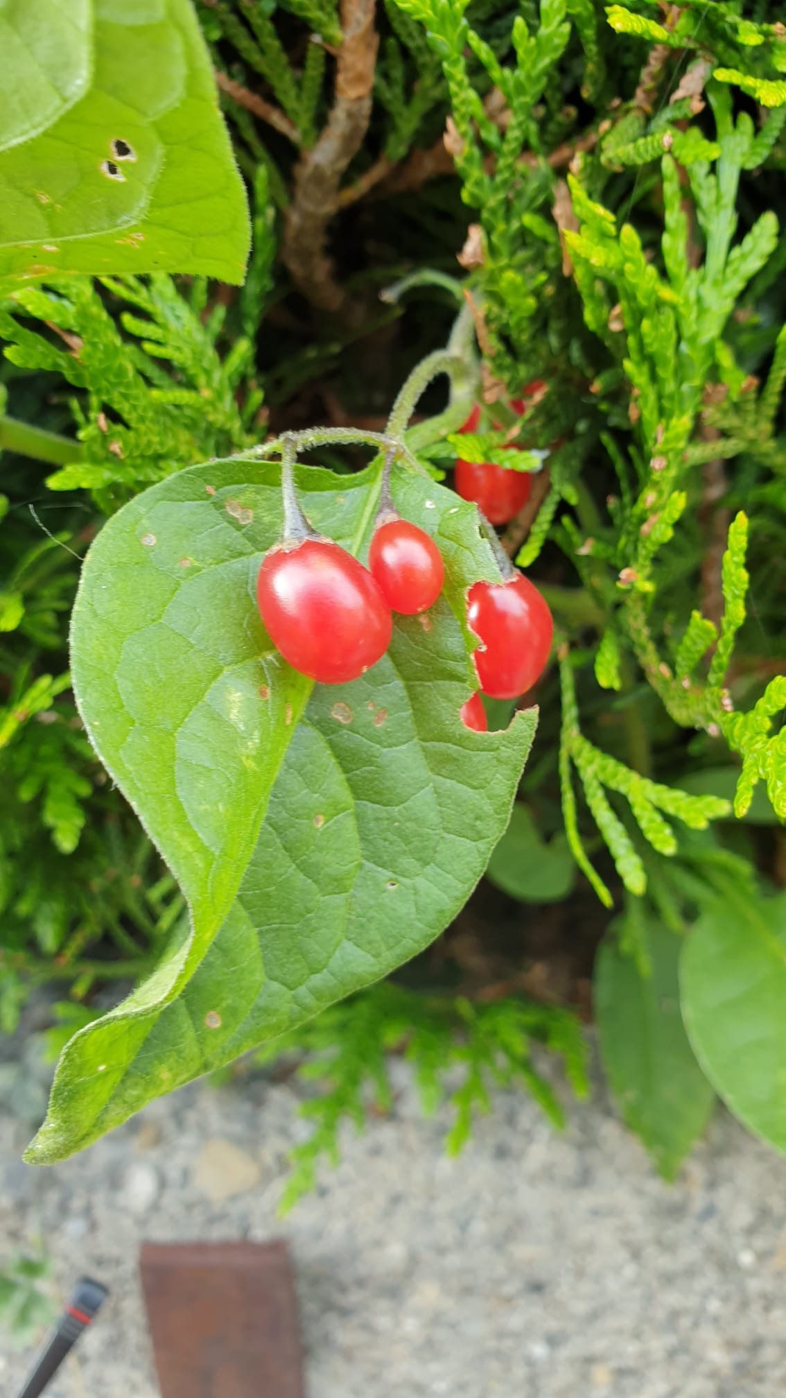 Solanum dulcamara