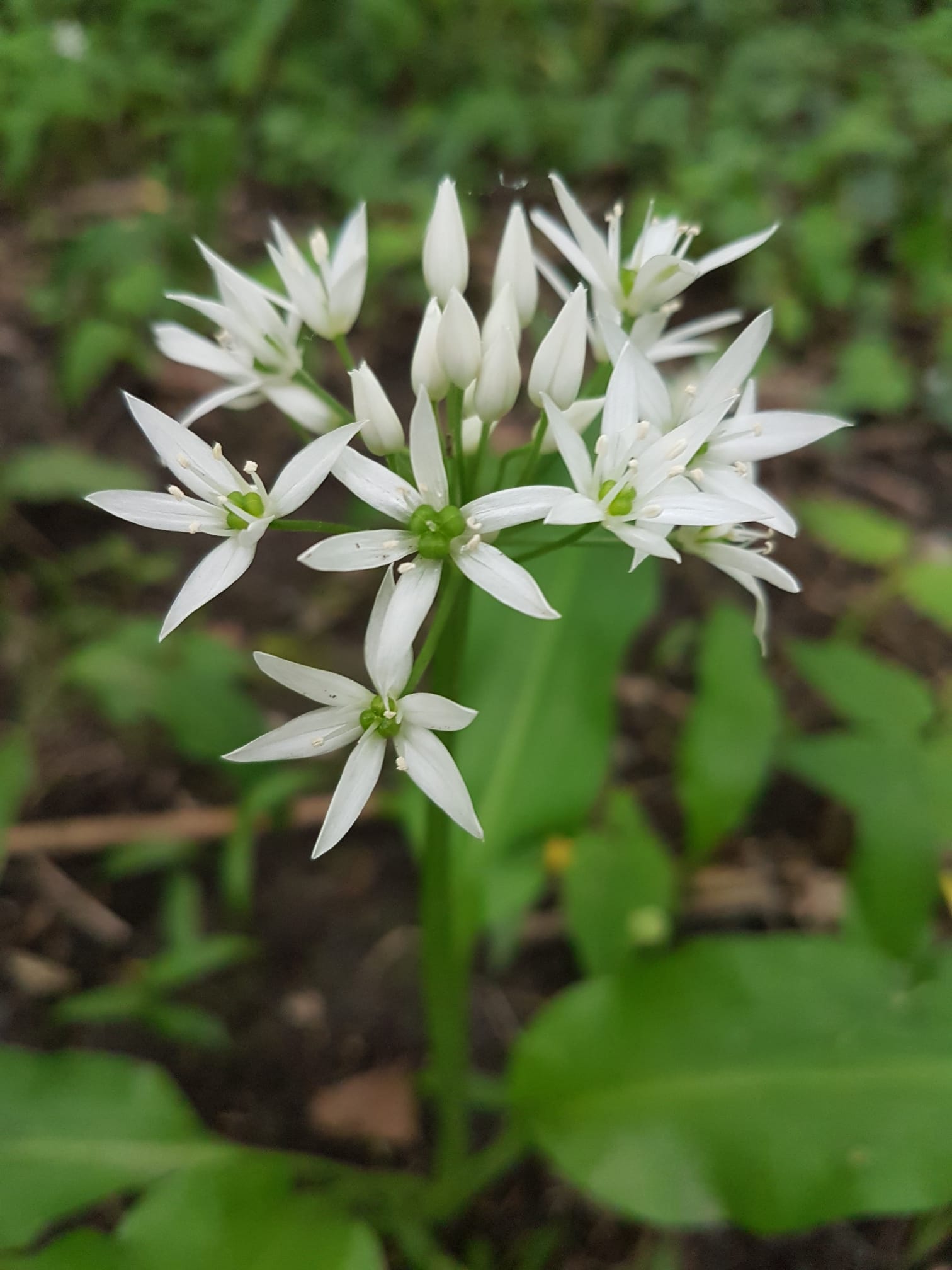 Allium ursinum