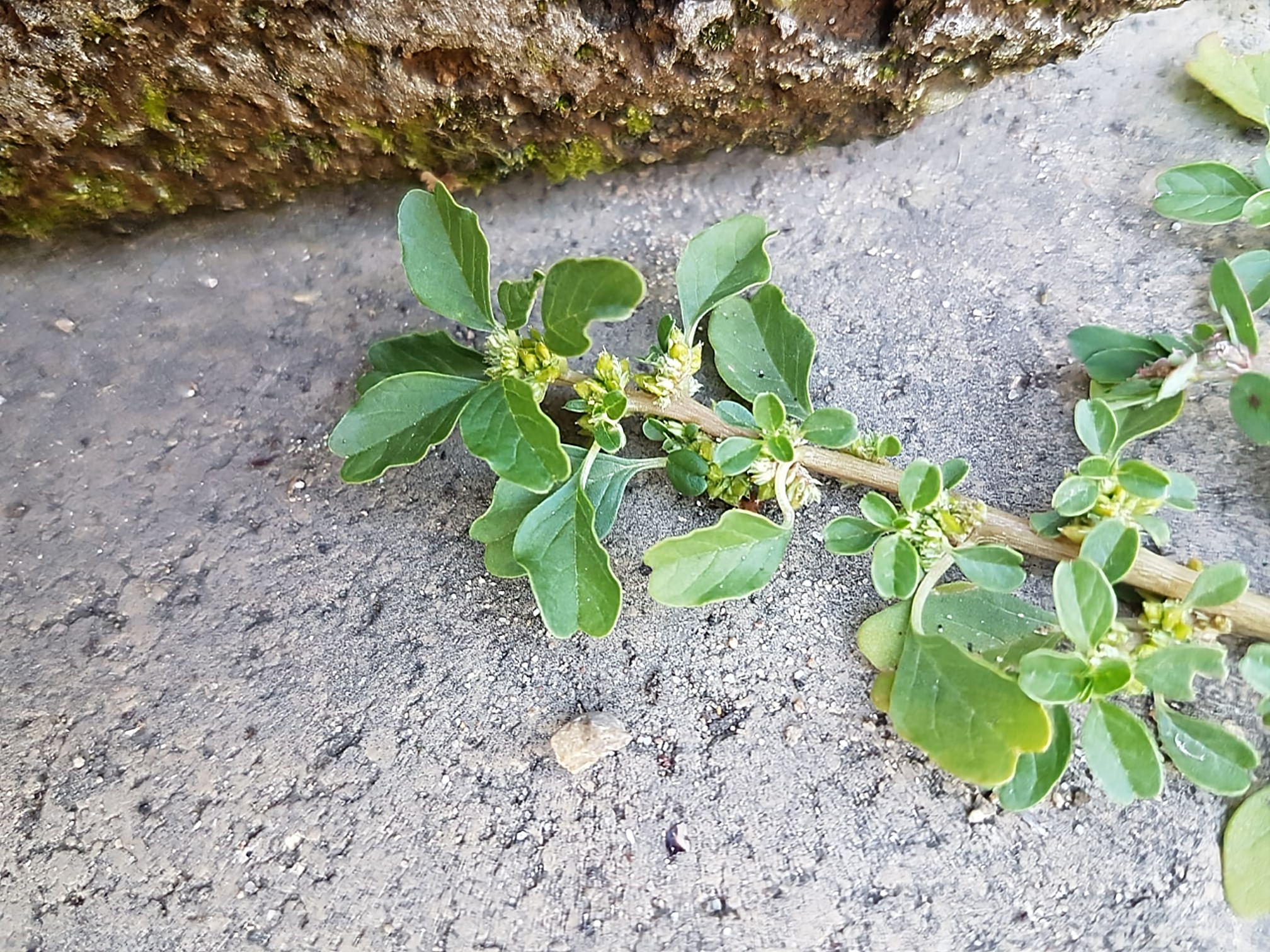 Amaranthus blitum