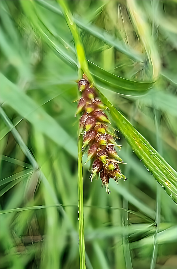 Carex1