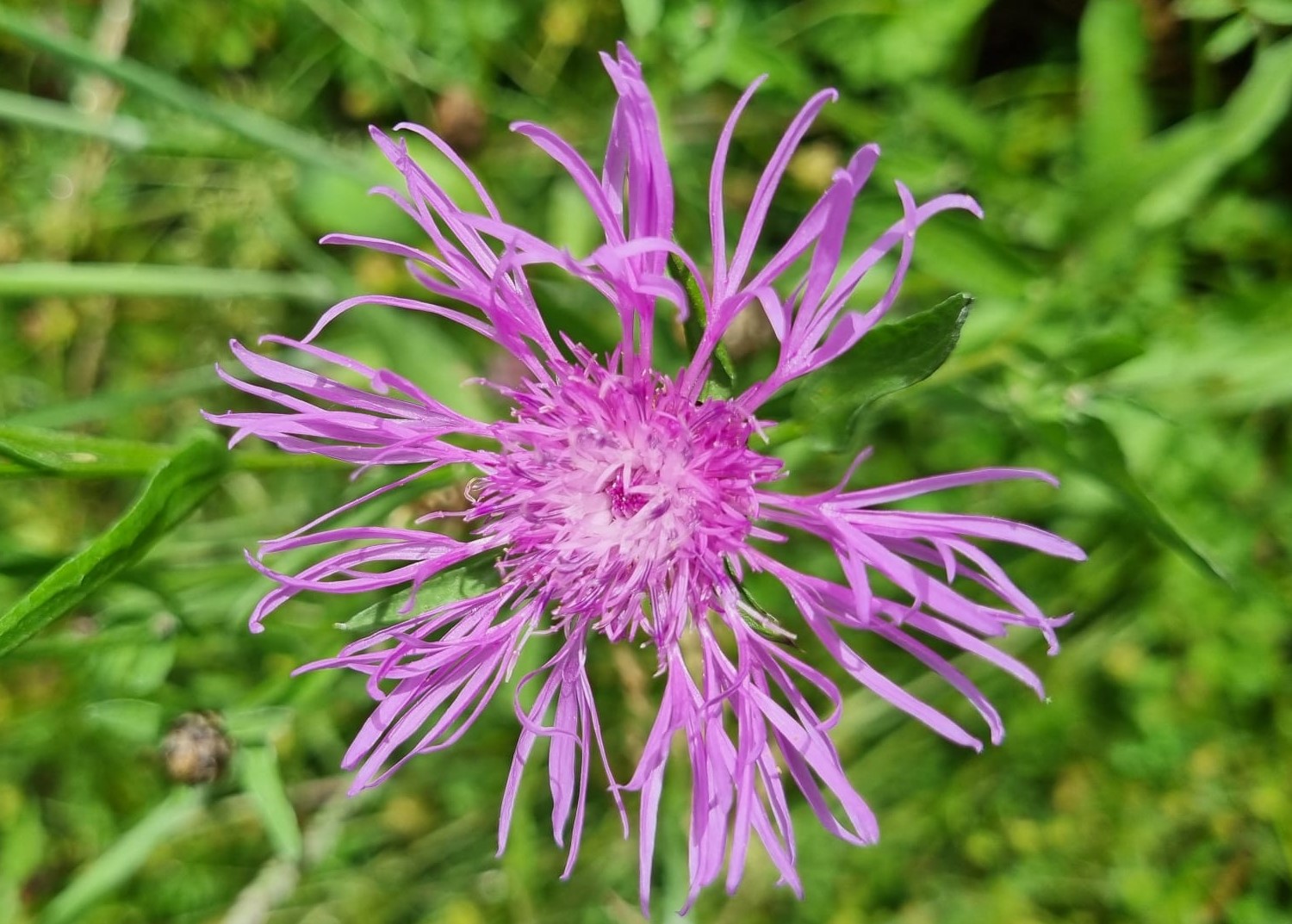 Centaurea jacea
