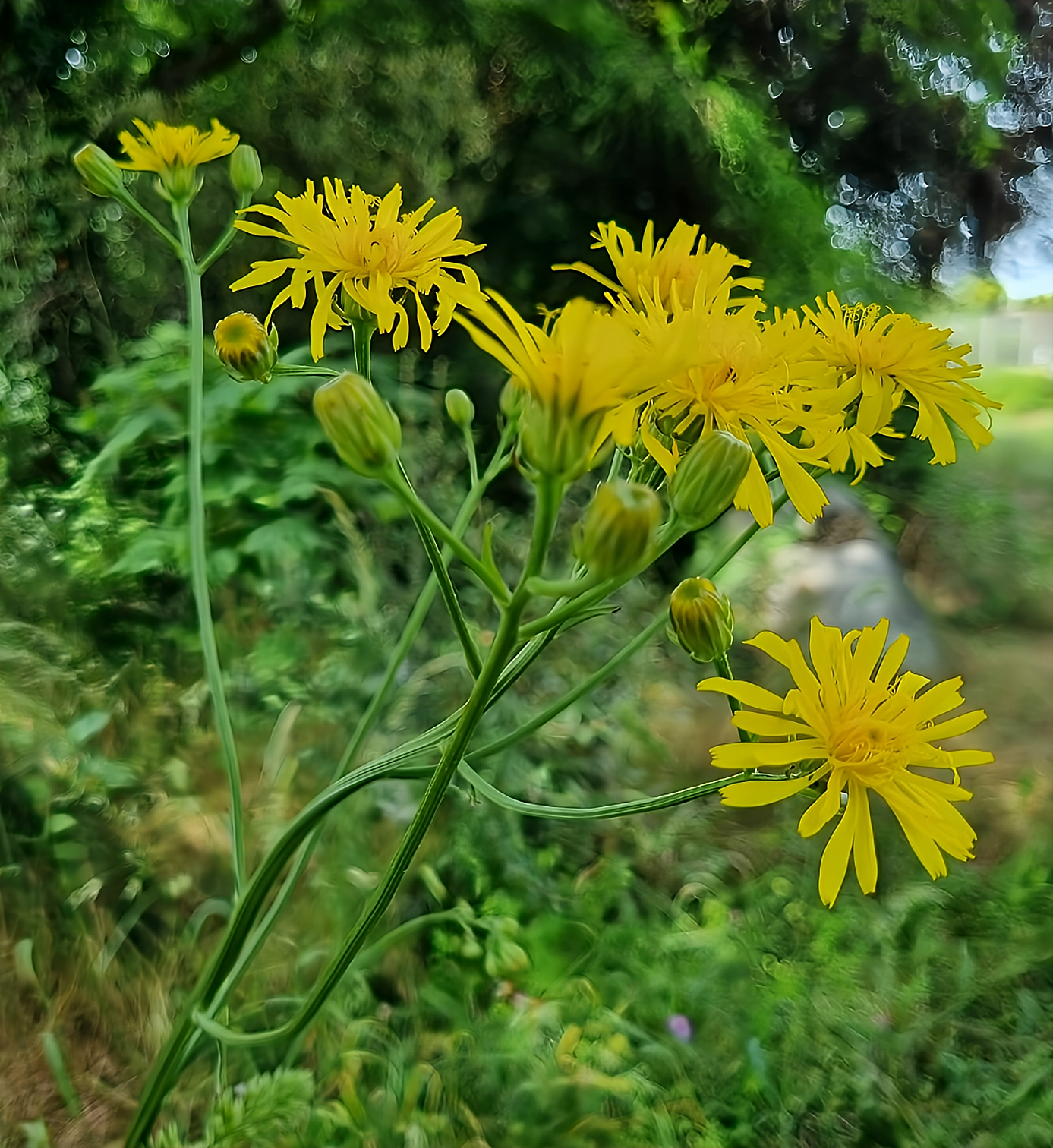 Crepis vesicaria subsp. taraxacifolia