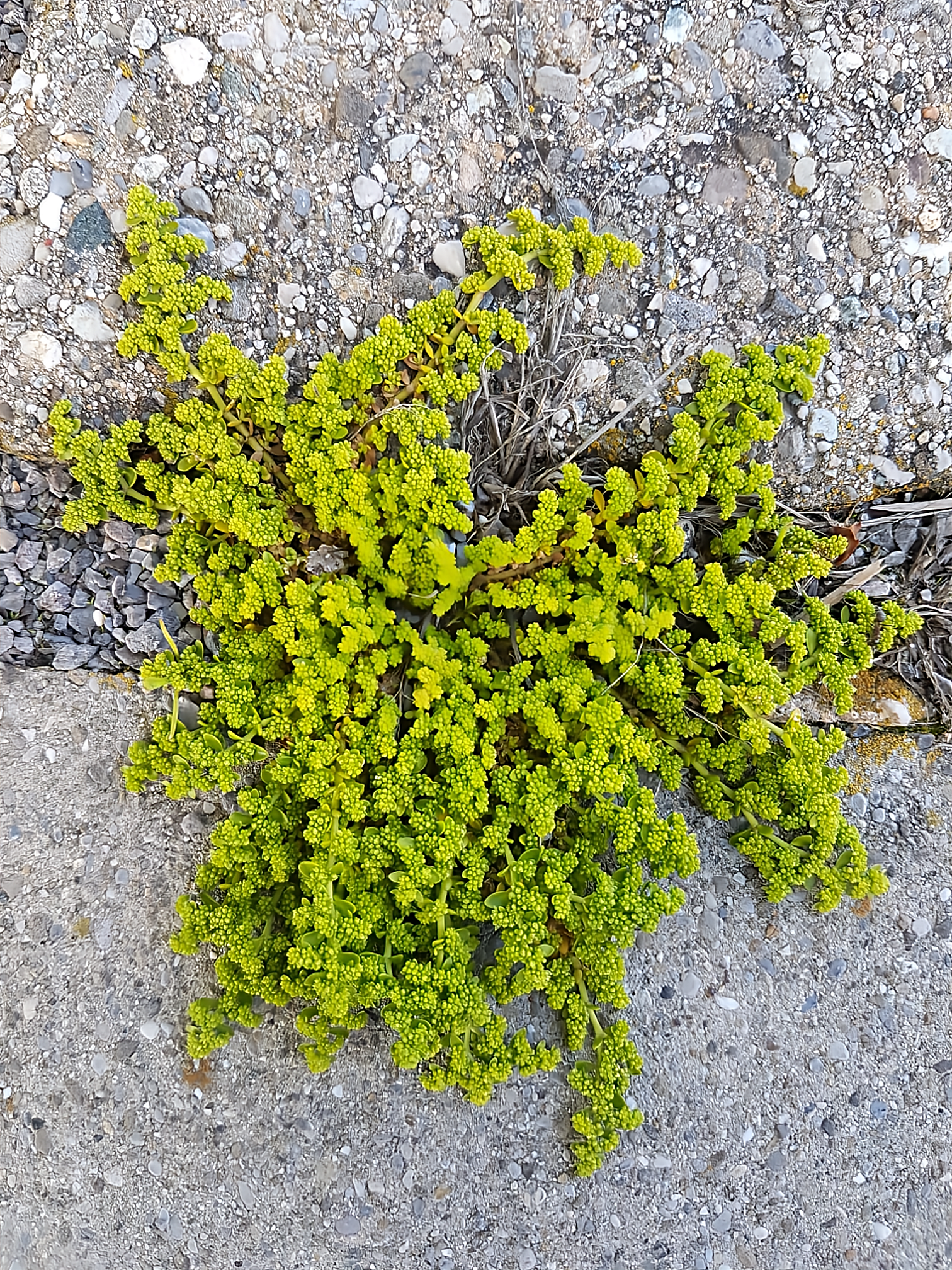 Herniaria glabra