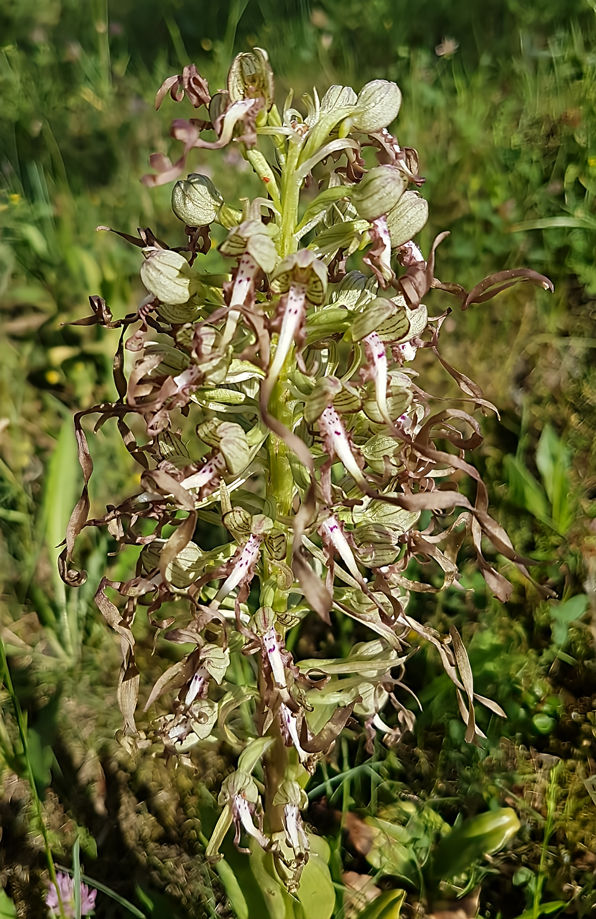 Himantoglossum hircinum