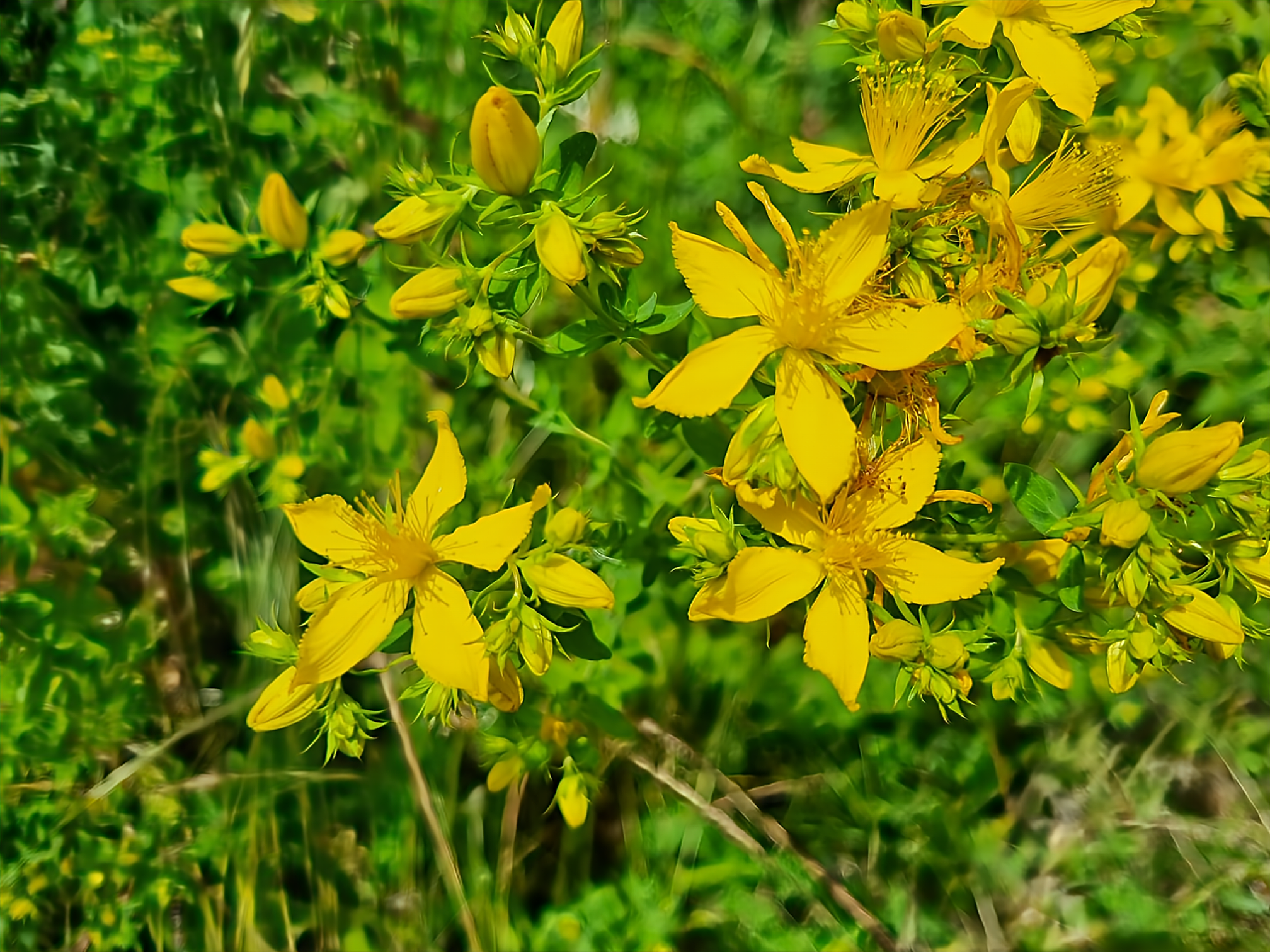 Hypericum perforatum