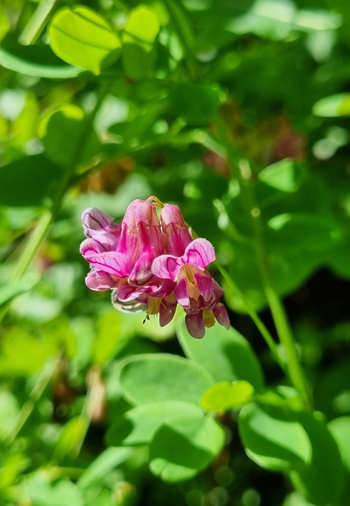 Lathyrus niger
