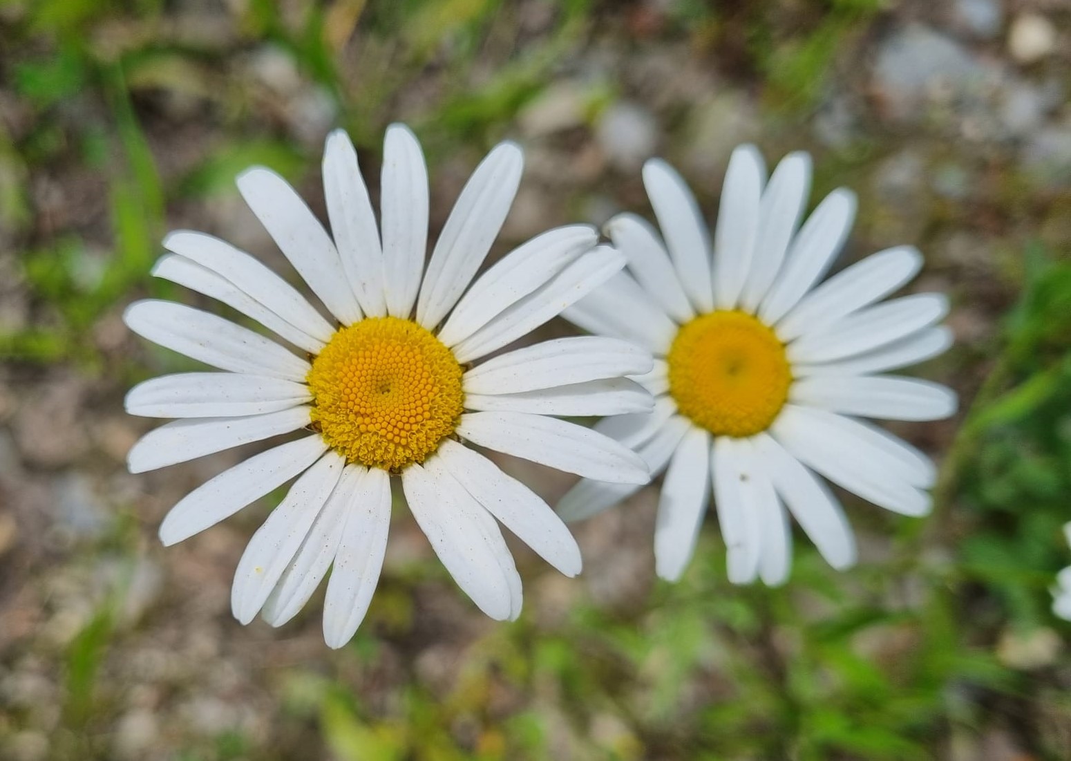 Leucanthemum vulgare
