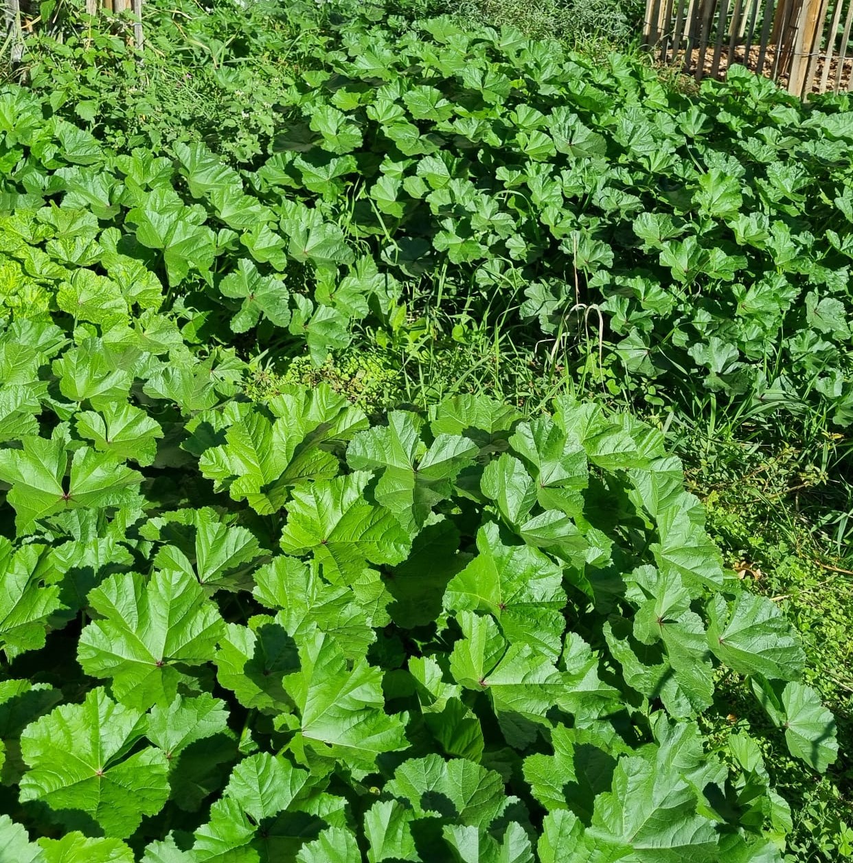 Malva sylvestris
