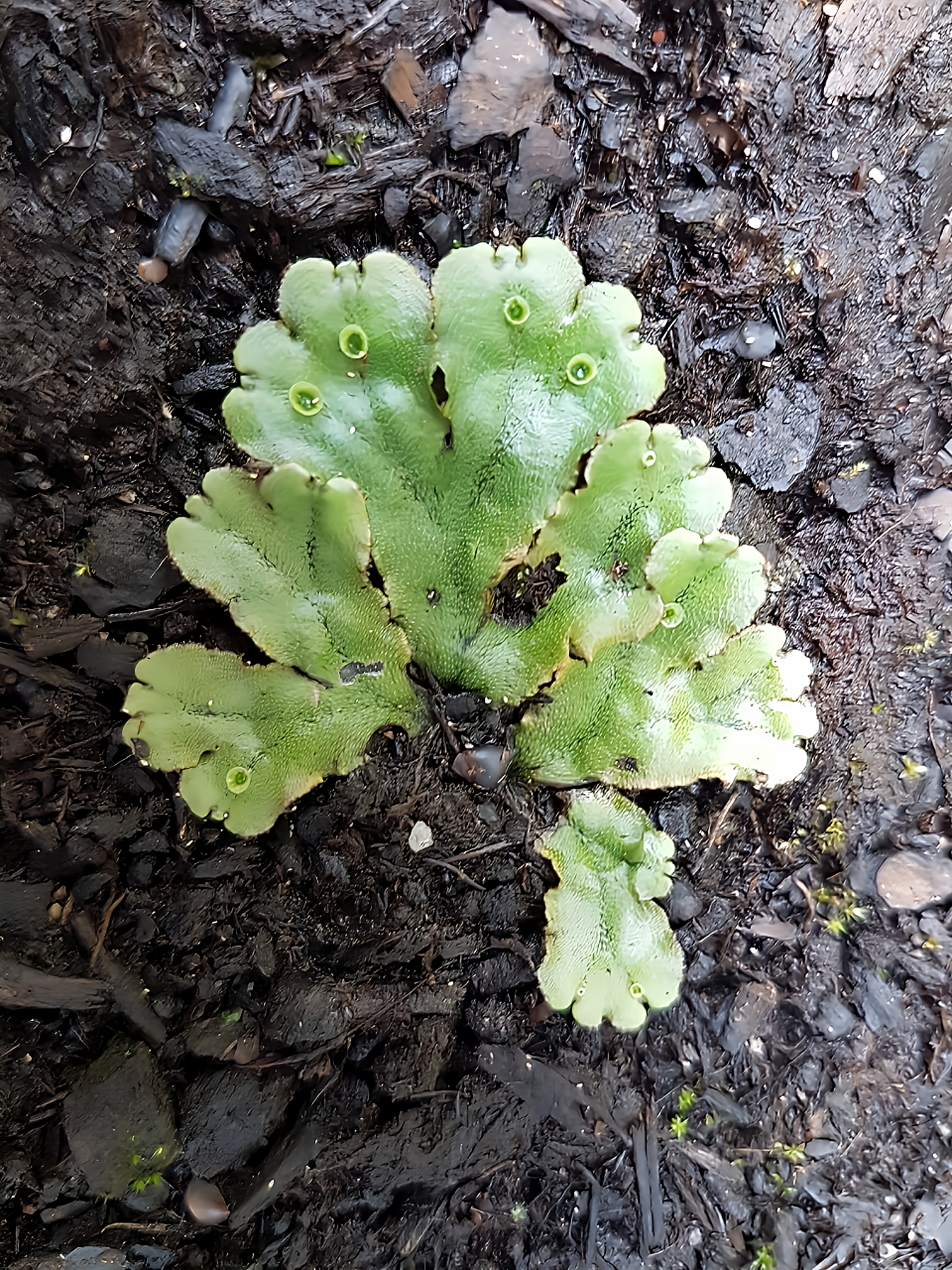 Marchantia polymorpha