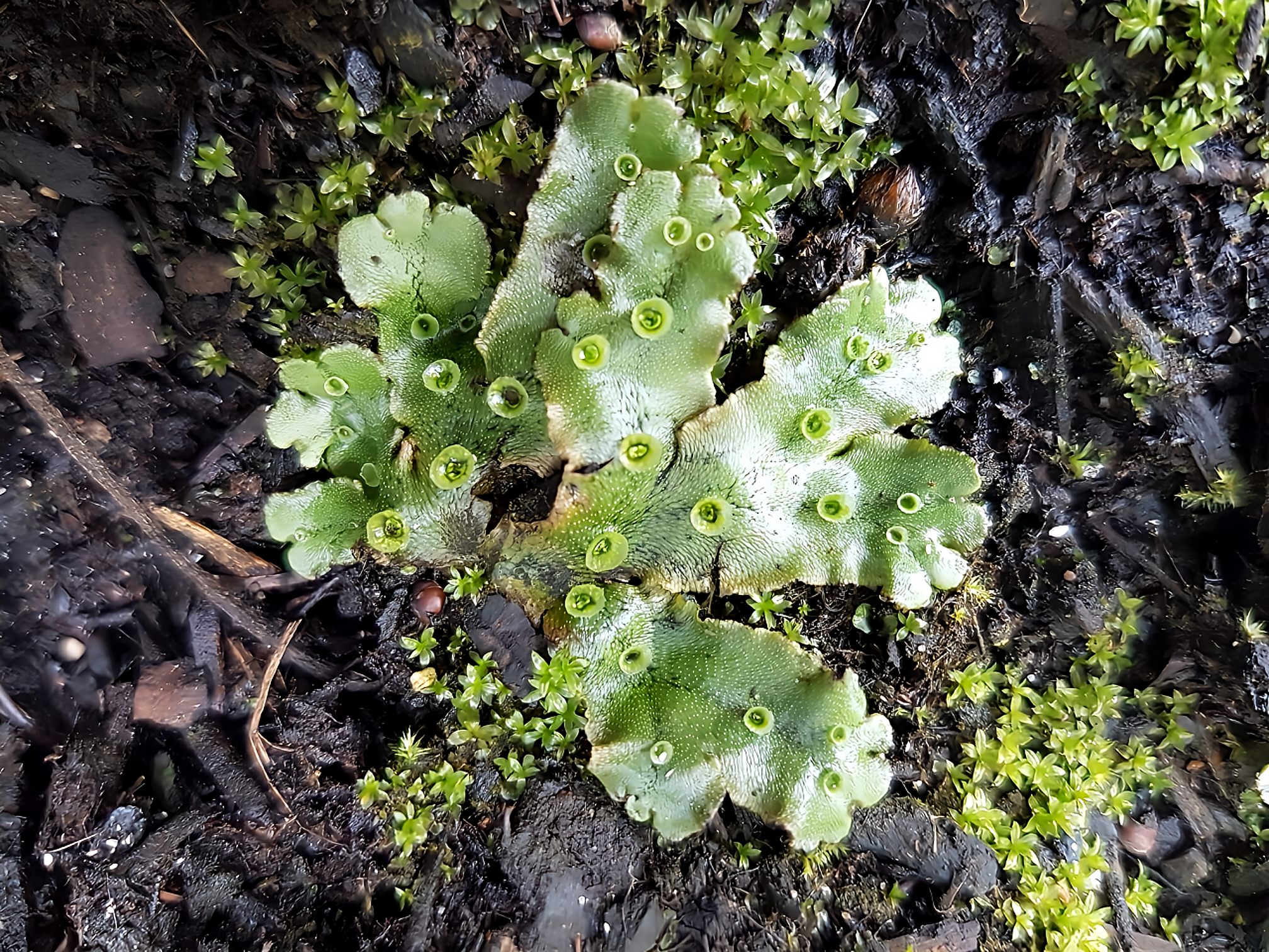Marchantia polymorpha