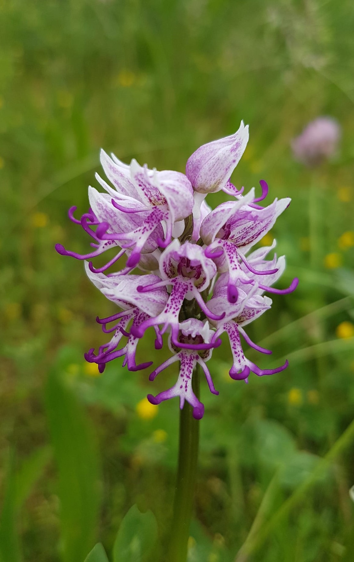 Orchis simia