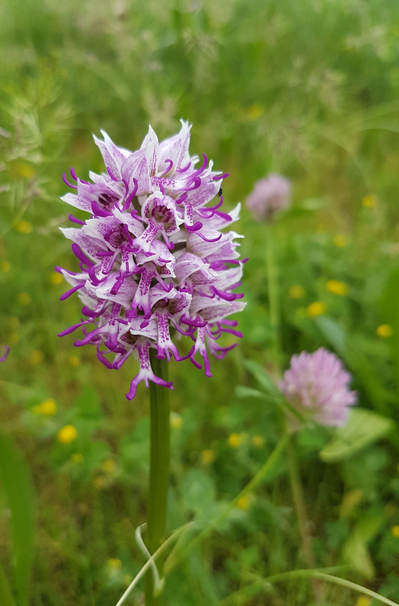 Orchis simia