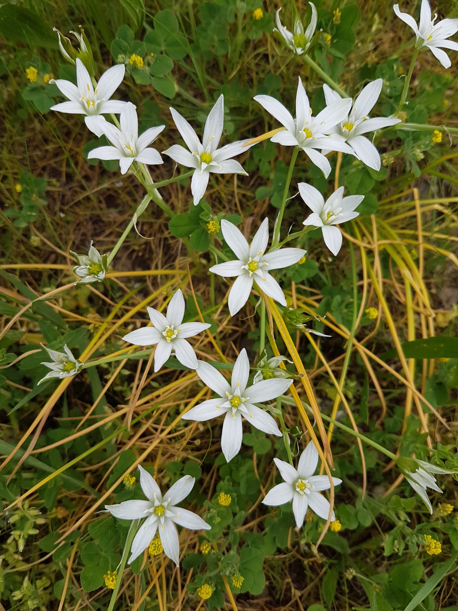 Ornithogalum umbellatum