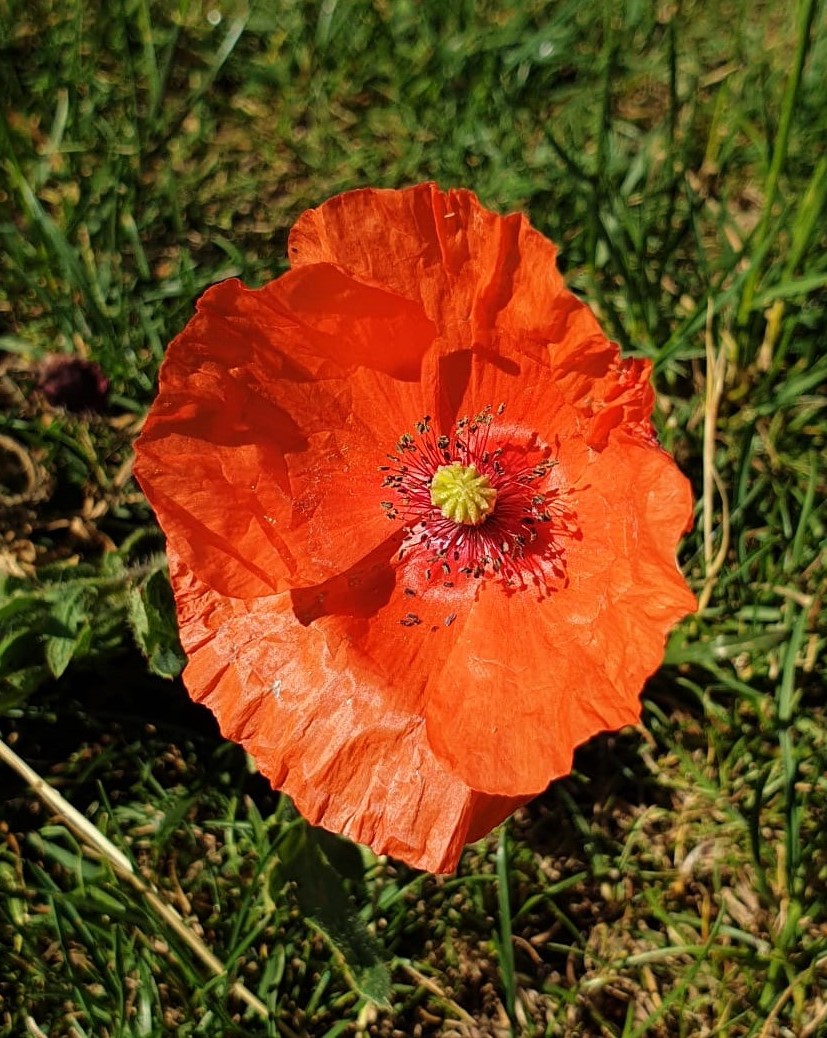 Papaver rhoeas