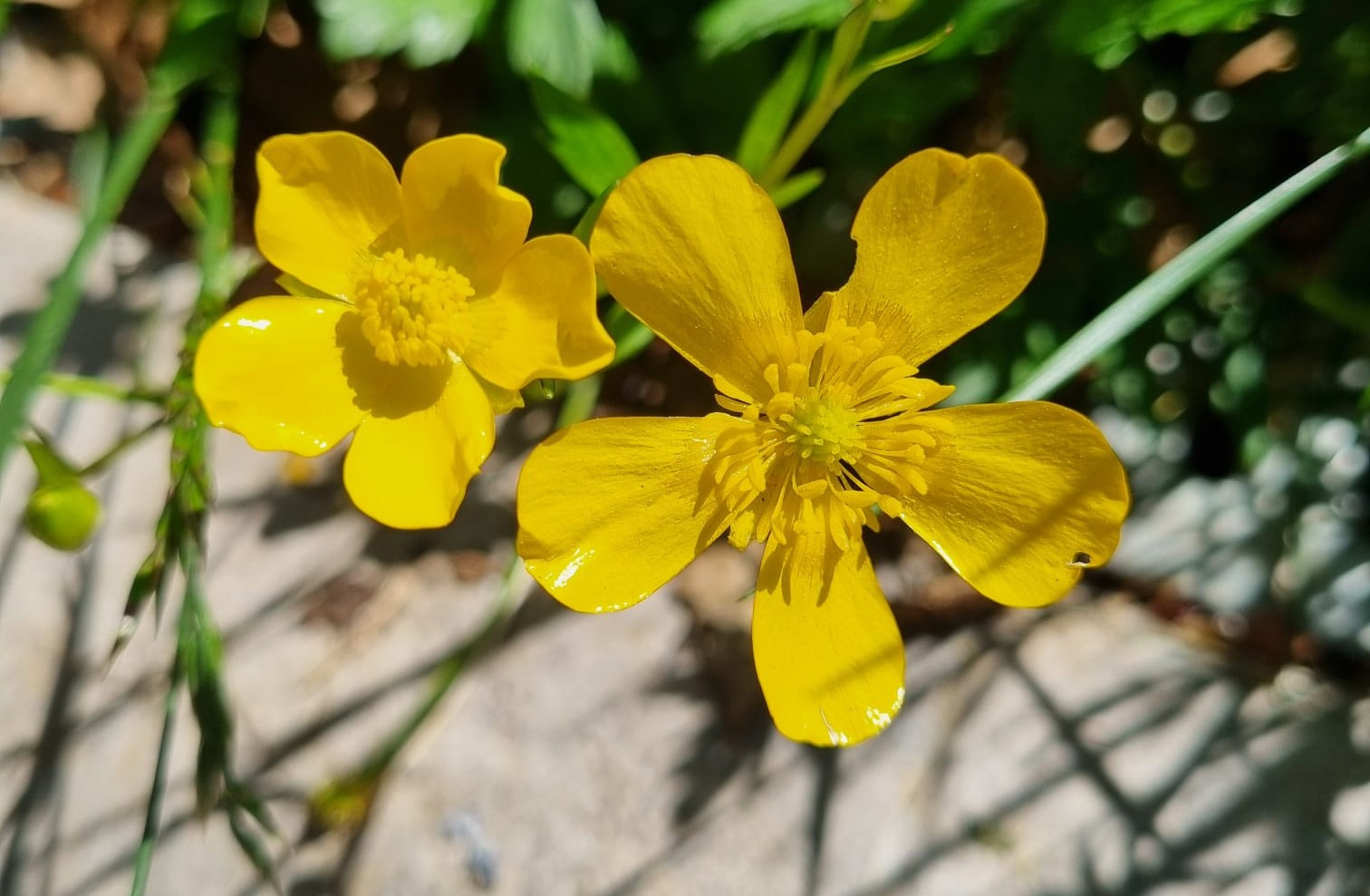 Ranunculus acris subsp. friesianus
