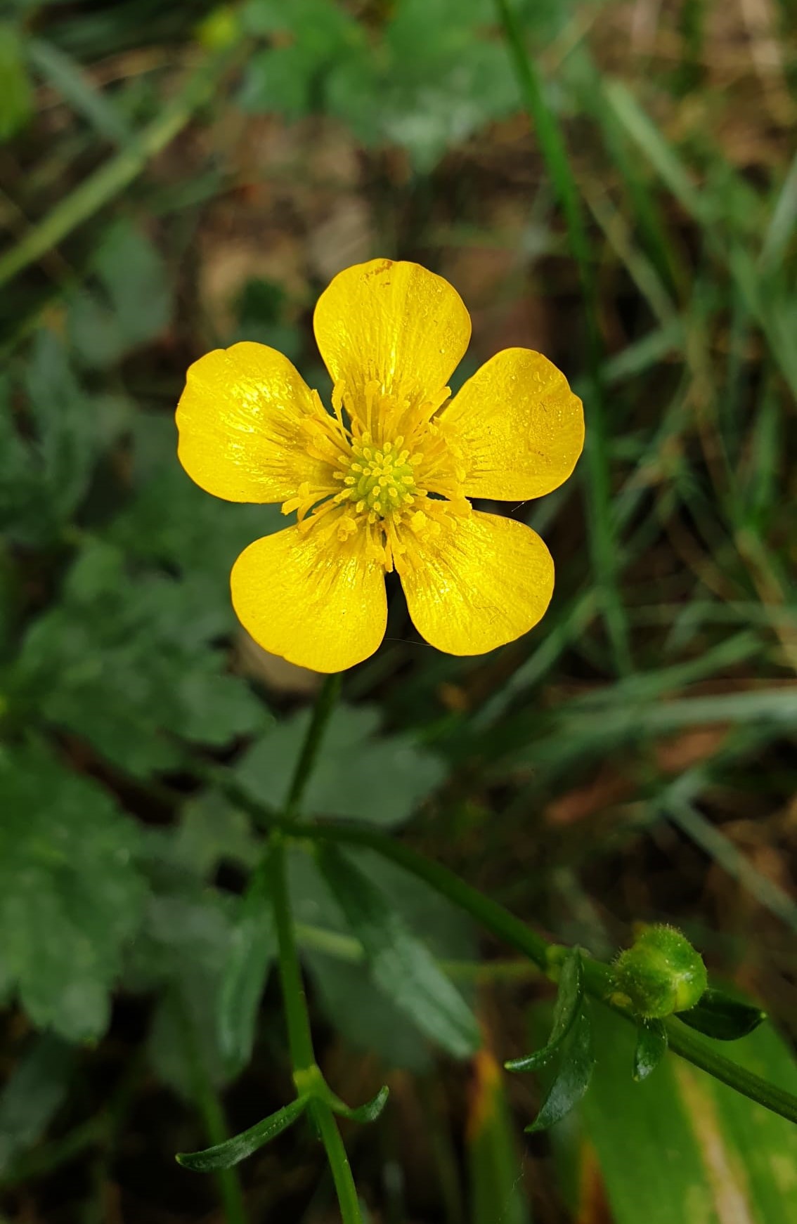 Ranunculus acris subsp. friesianus