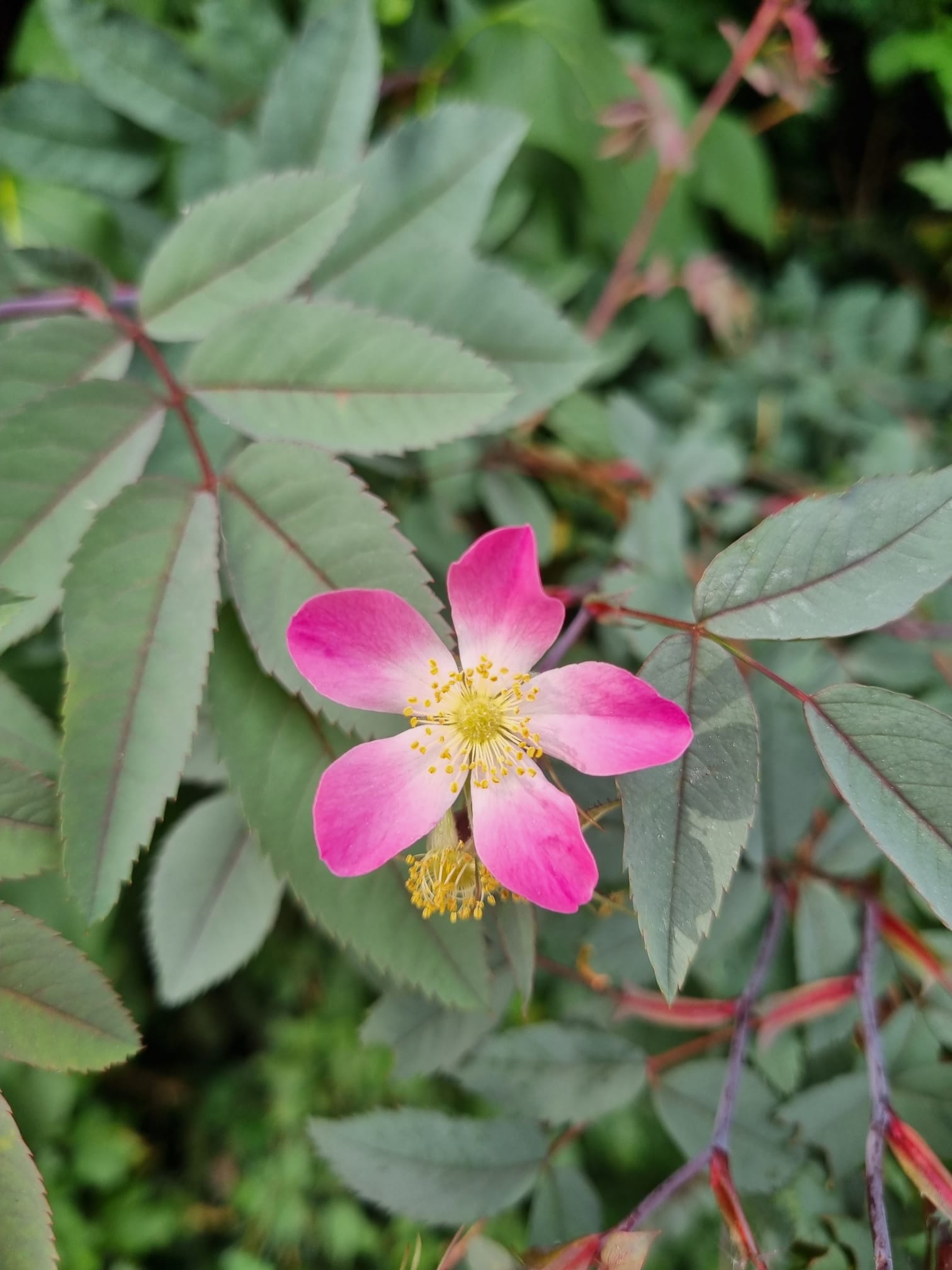 Rosa sp.