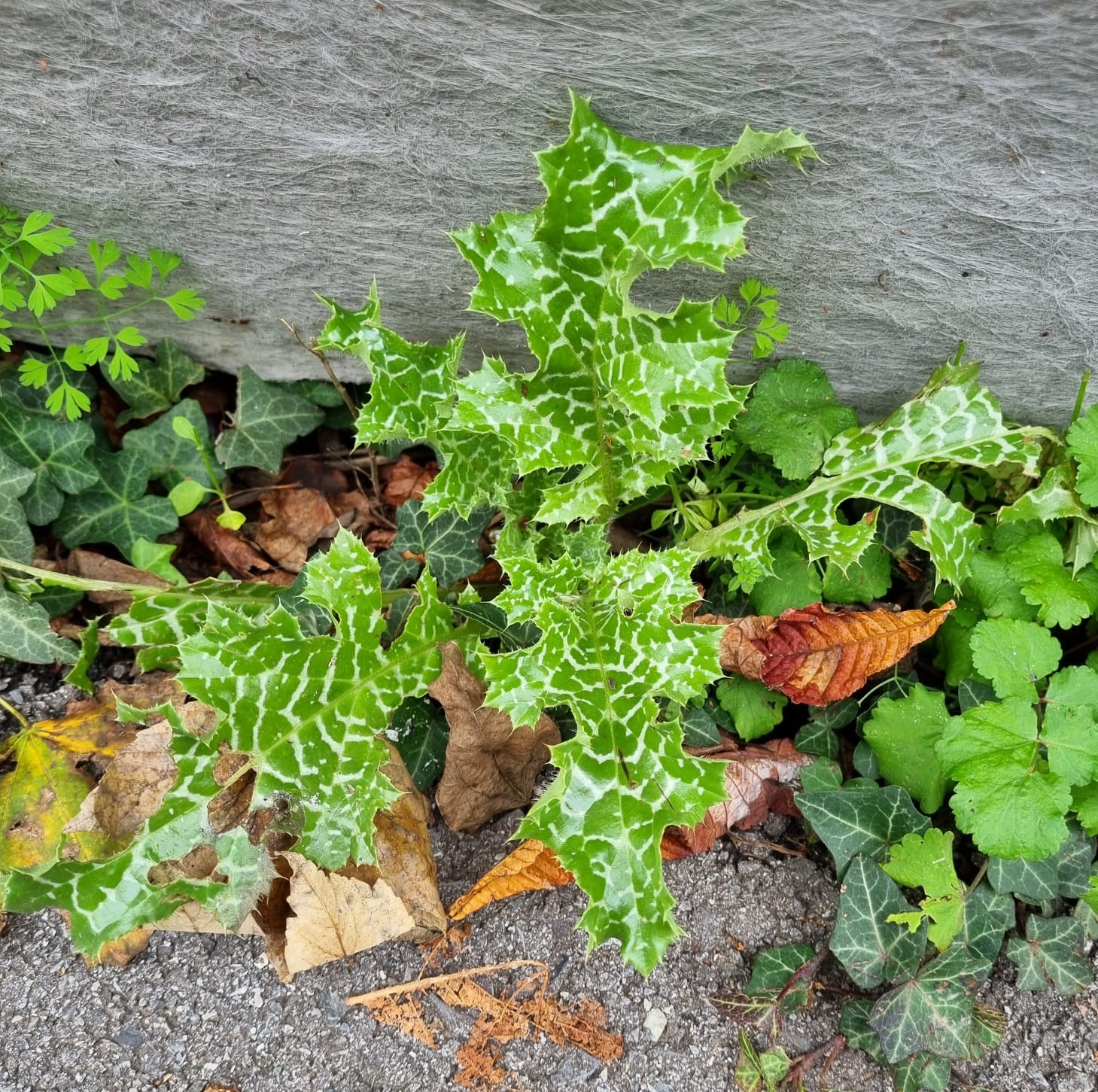 Silybum marianum