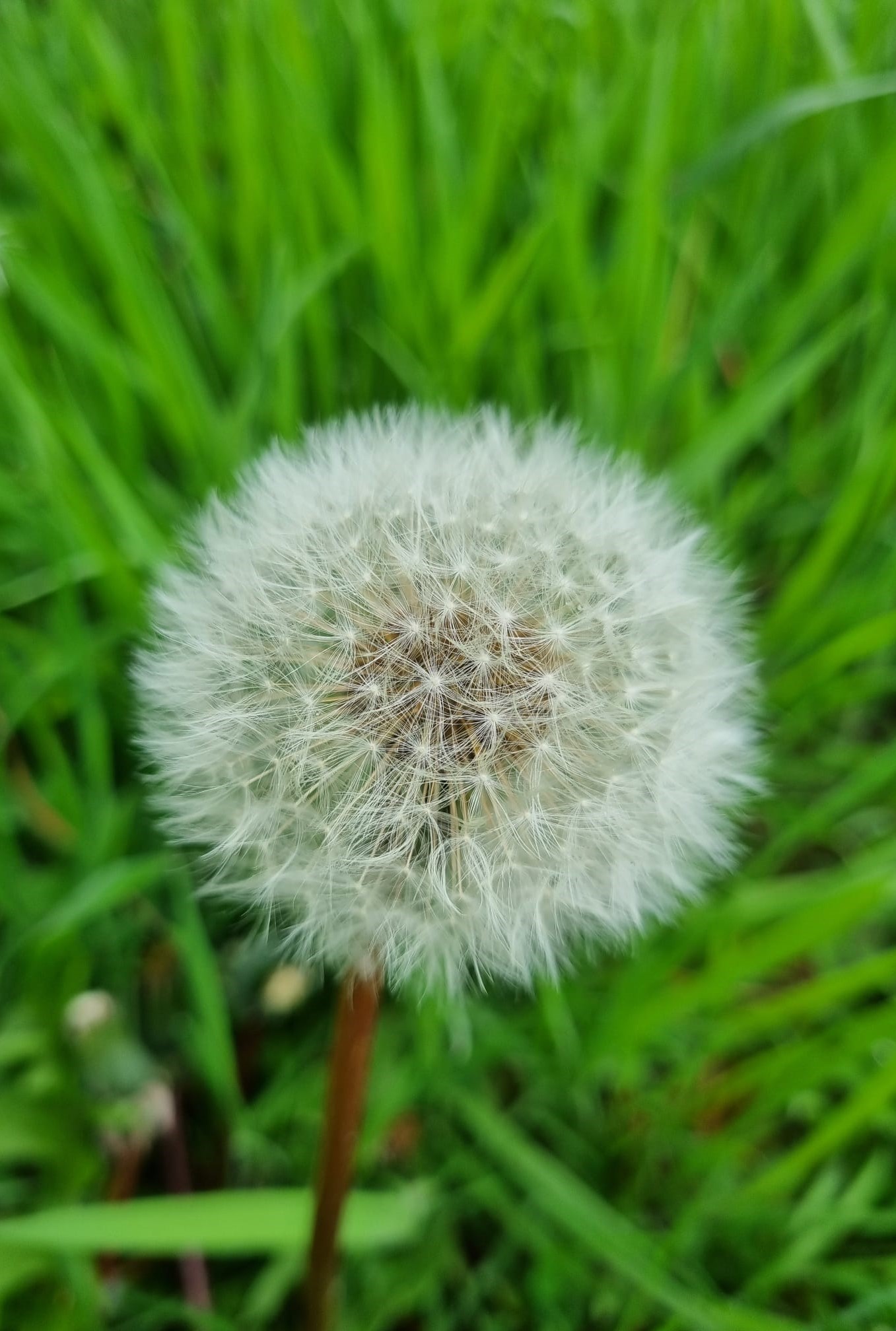 Taraxacum officinale