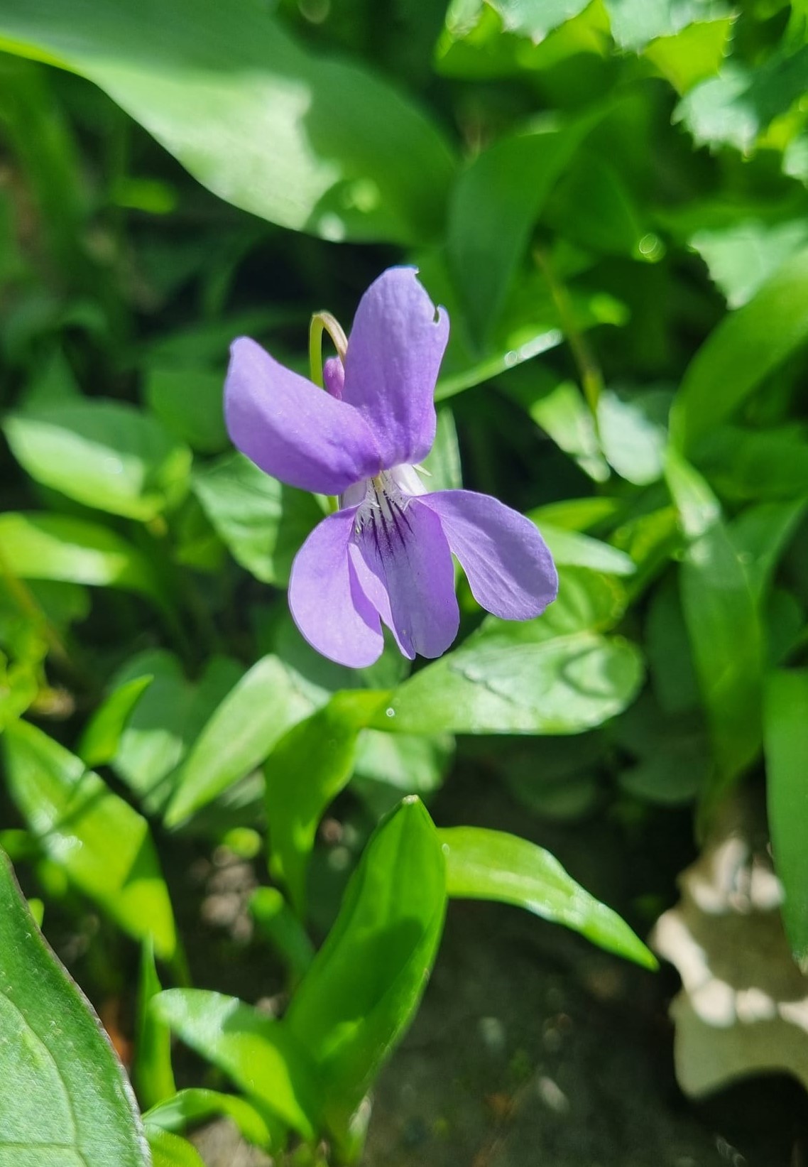 Viola sp.