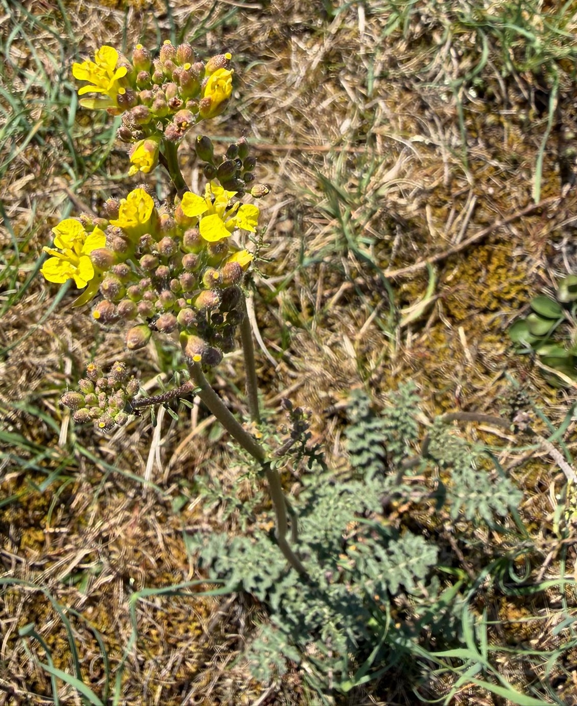 Eruca sativa