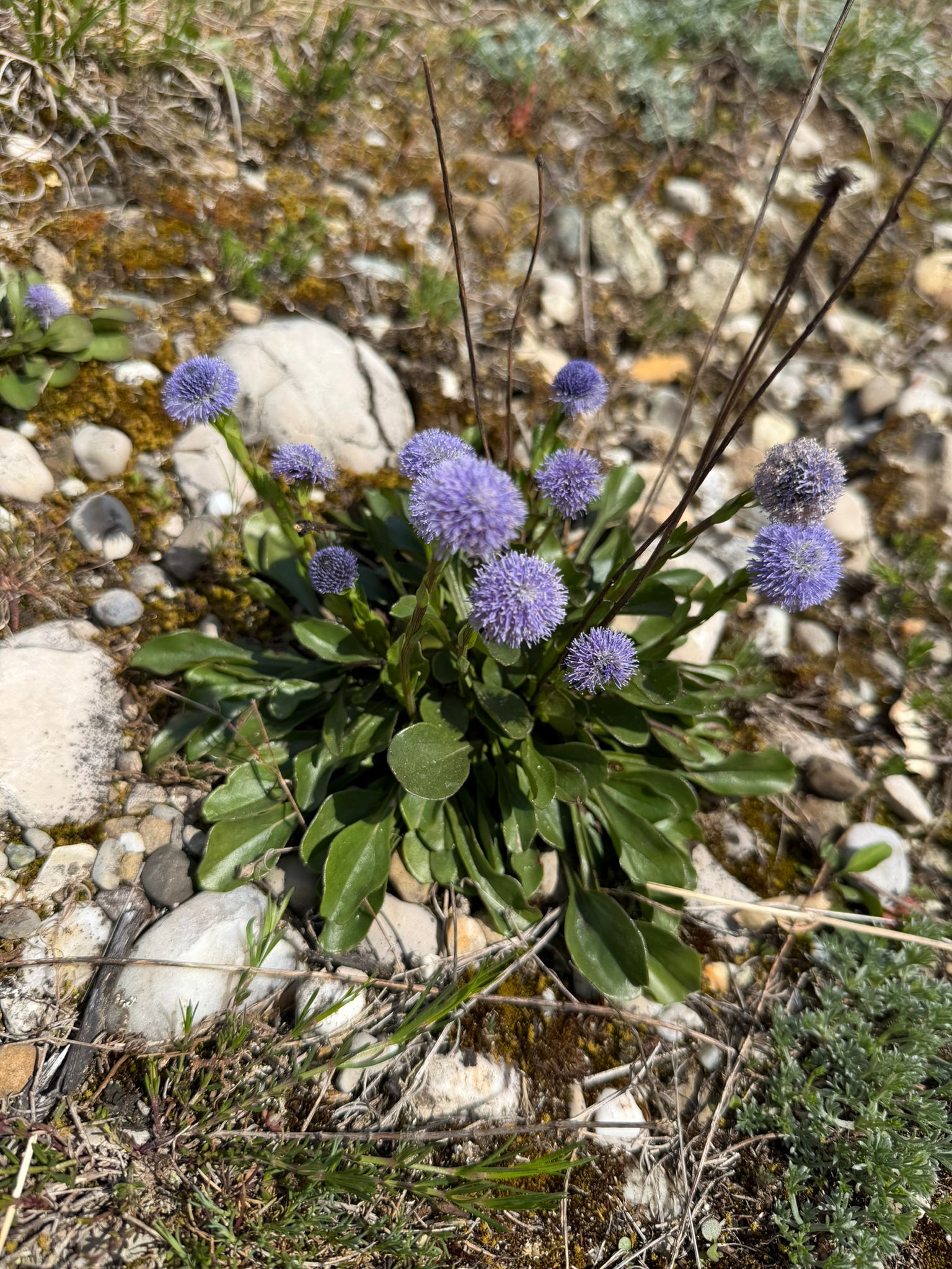 Globularia bisnagarica
