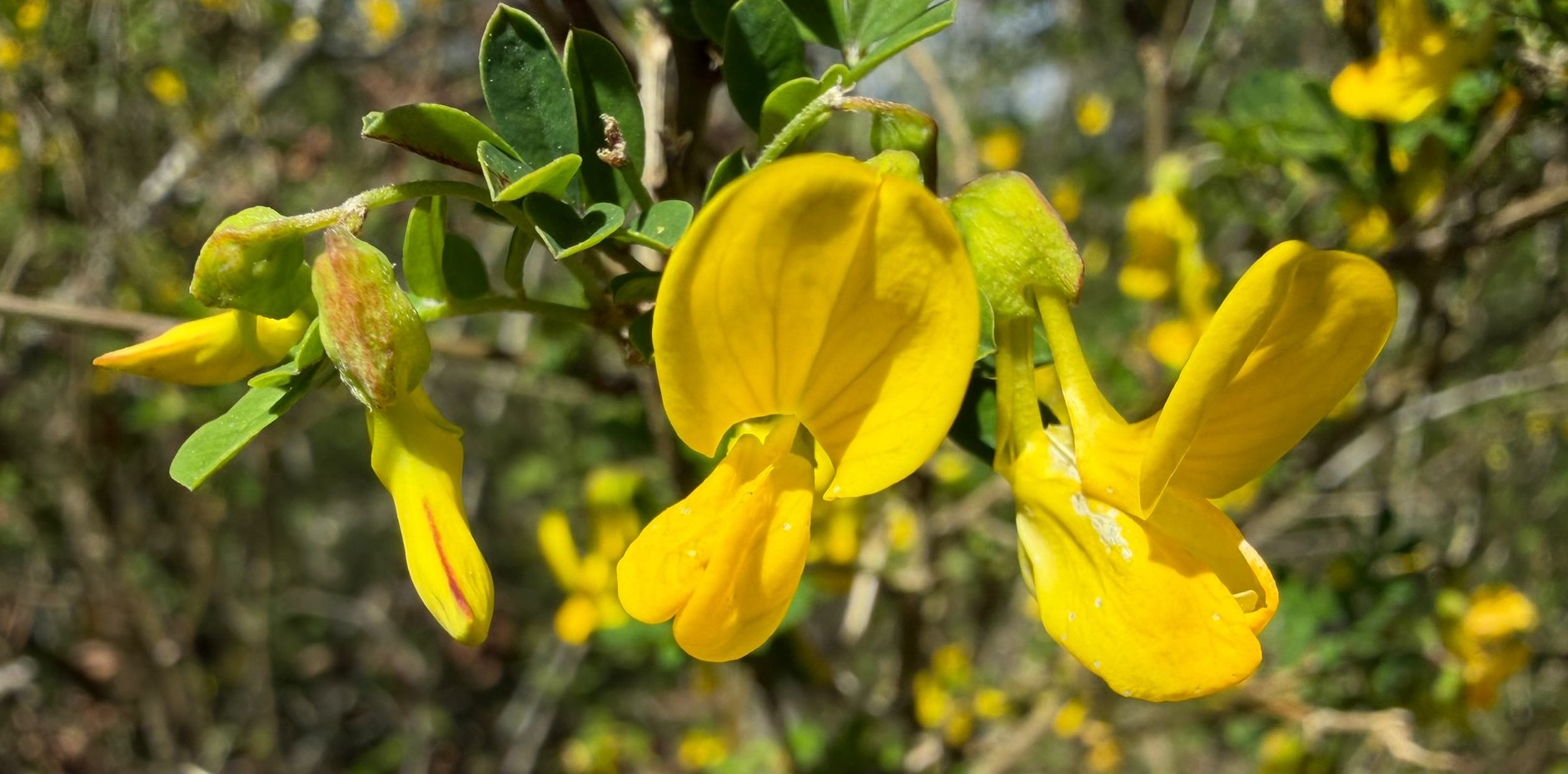 Hippocrepis emerus