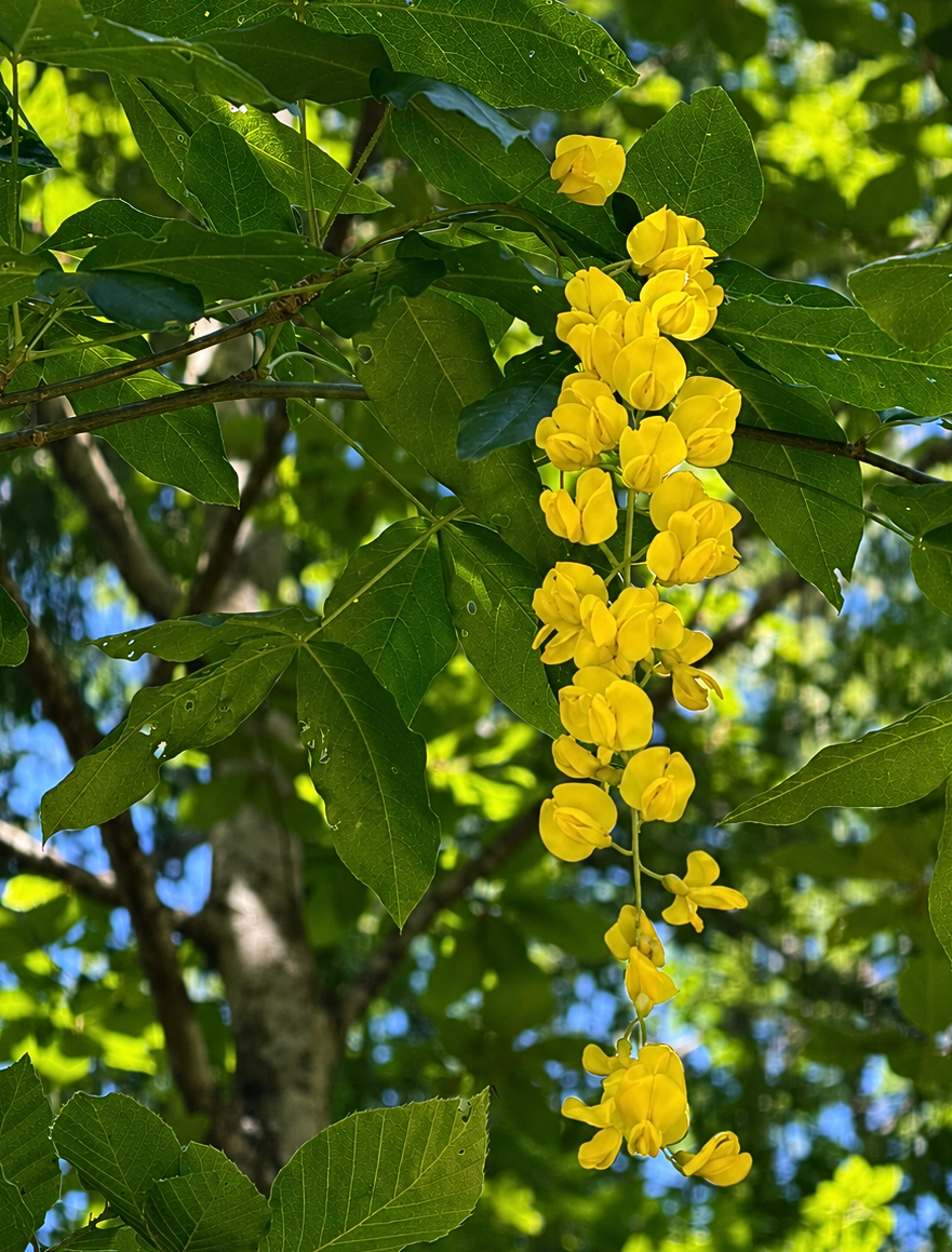 Laburnum alpinum