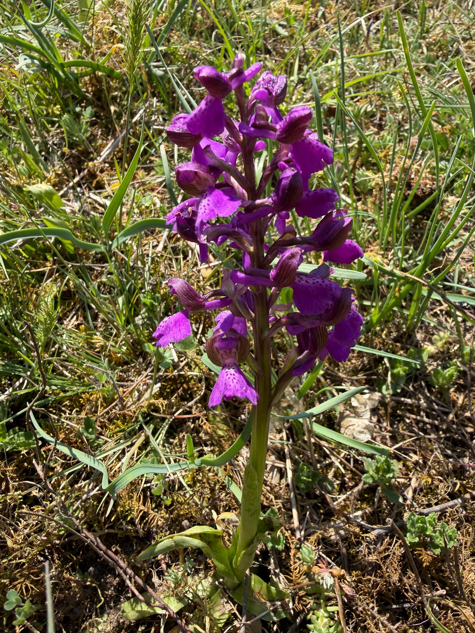 Orchis morio