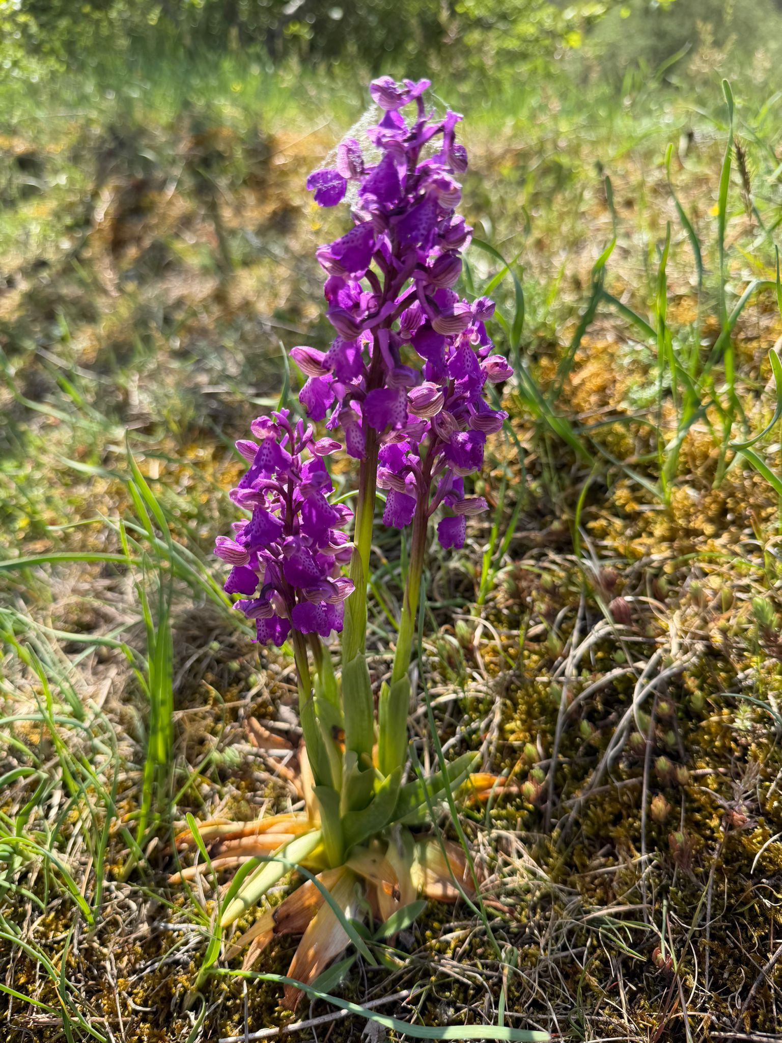 Orchis morio