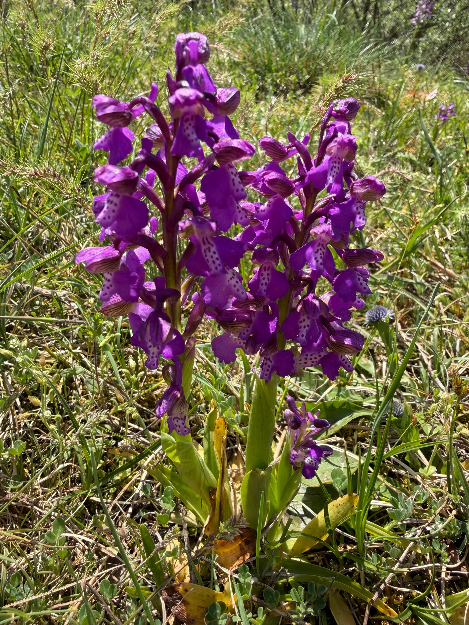 Orchis morio