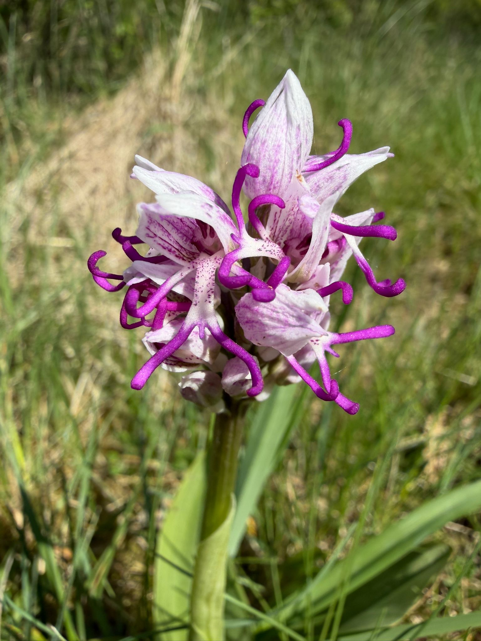 Orchis simia