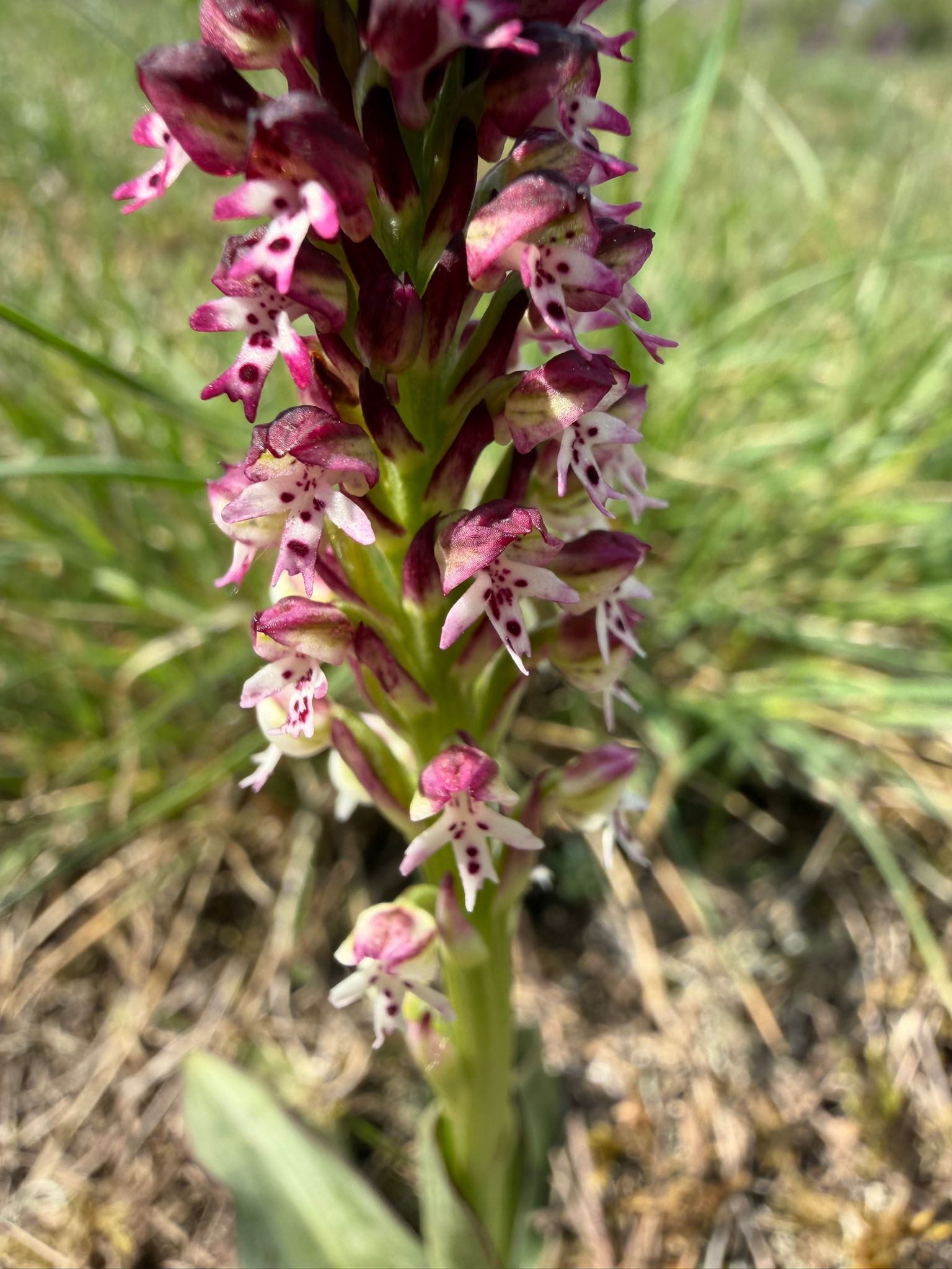 Orchis simia