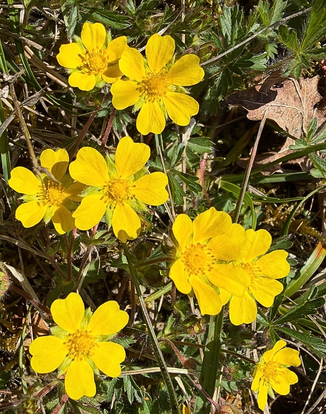 Potentilla tabernaemontani