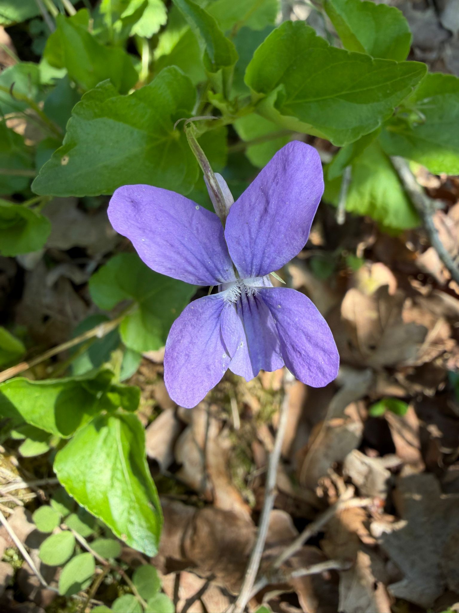 Viola sp.