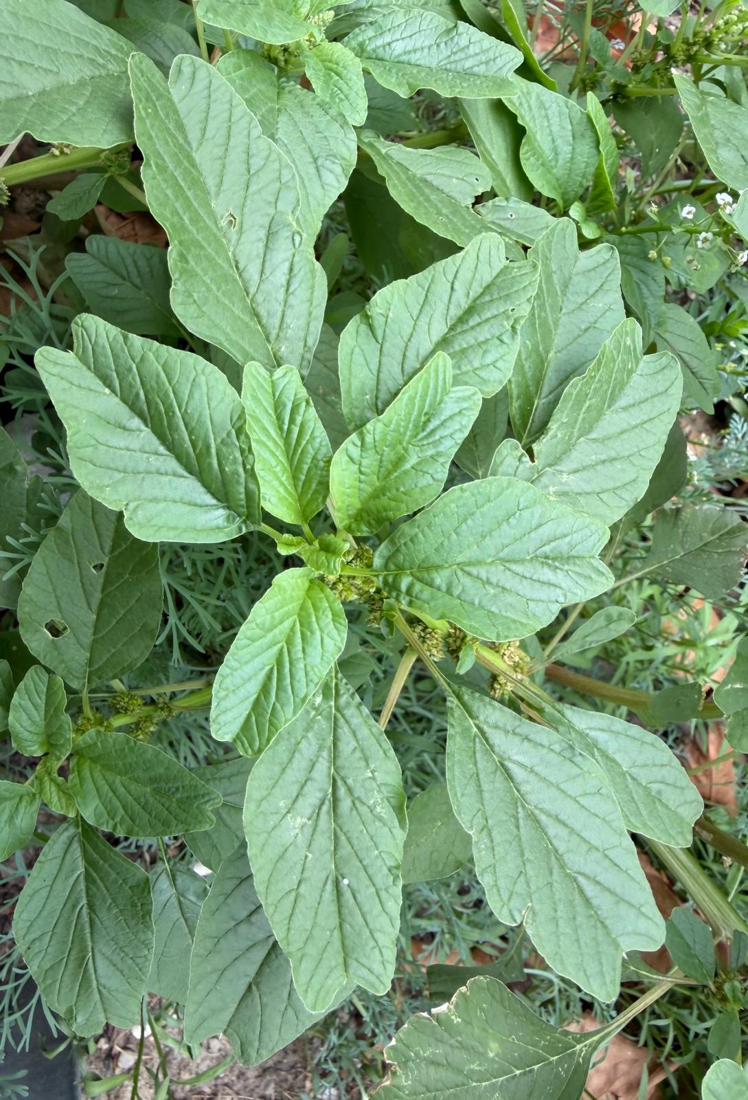 Amaranthus blitum