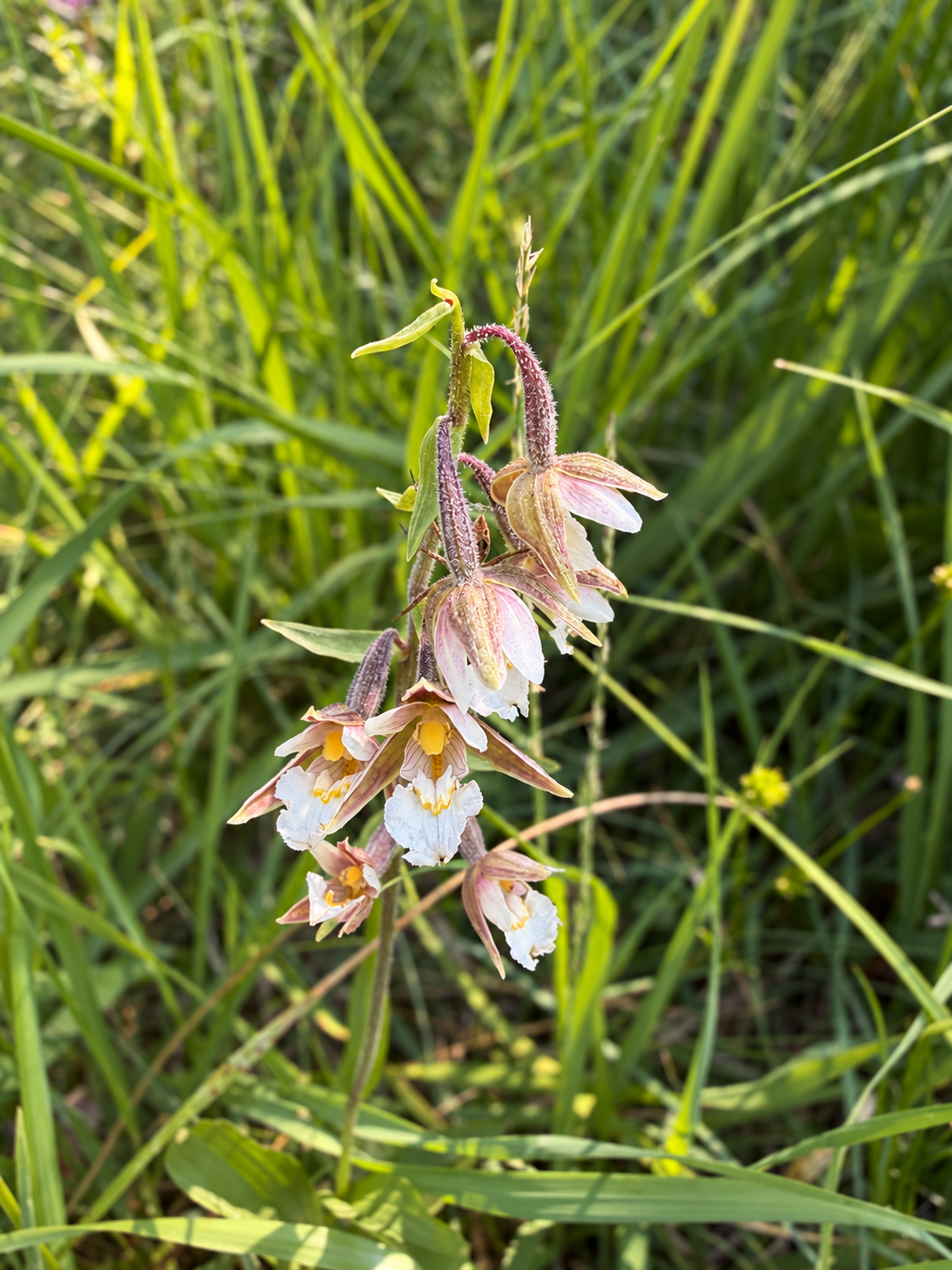 Epipactis palustris