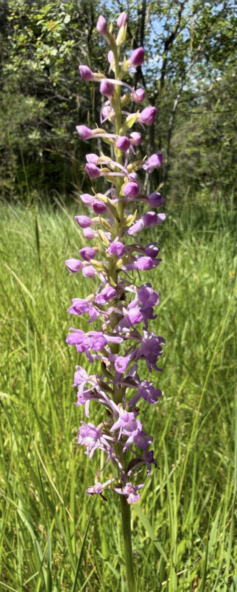 Gymnadenia conopsea