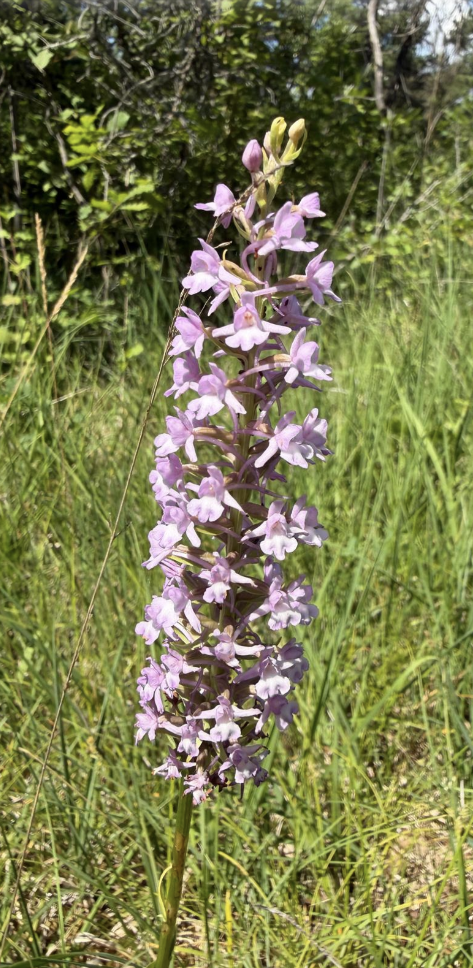Gymnadenia conopsea