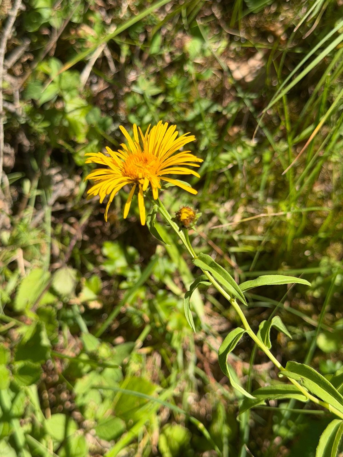 Inula salicina