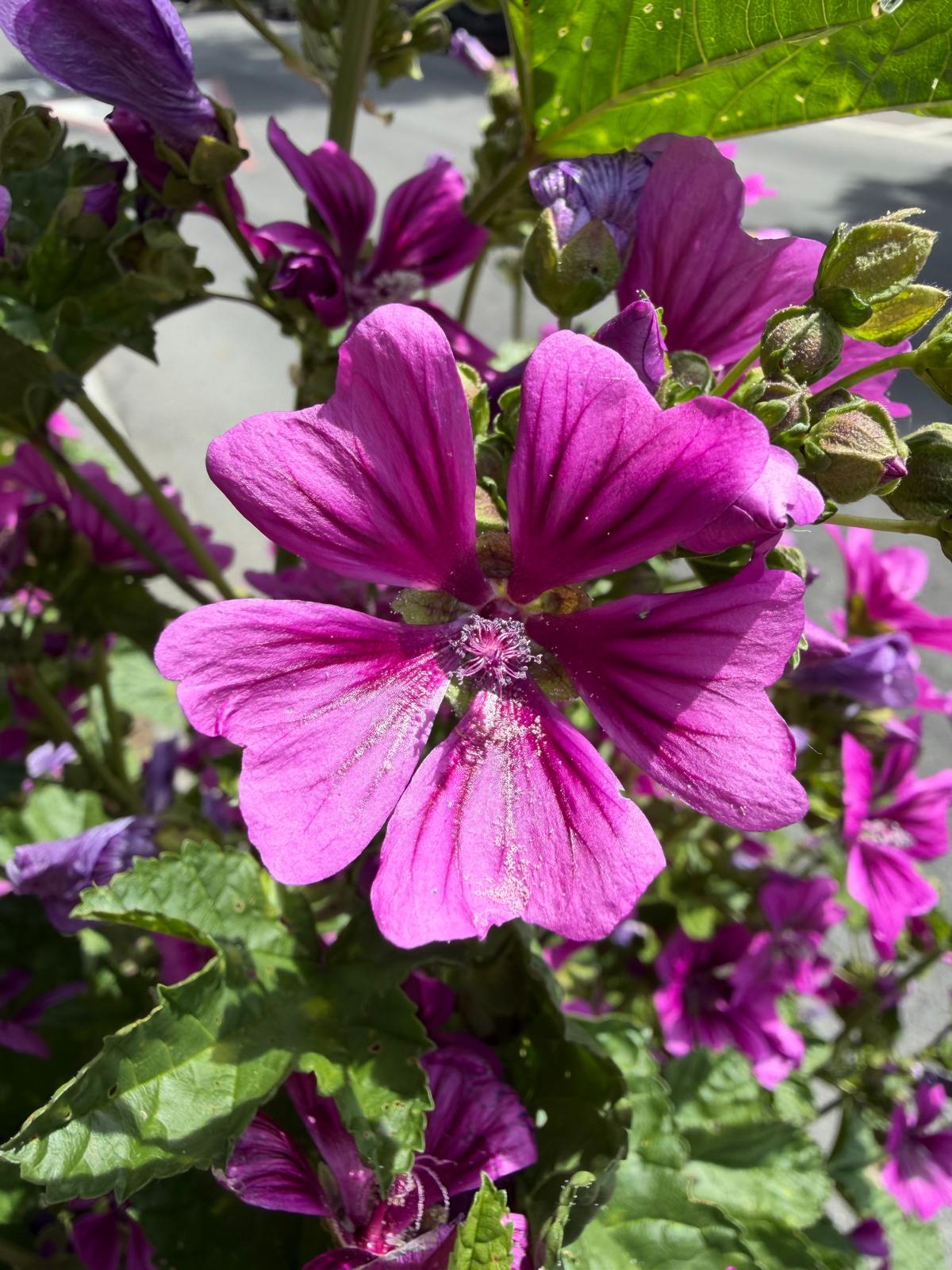 Malva sylvestris