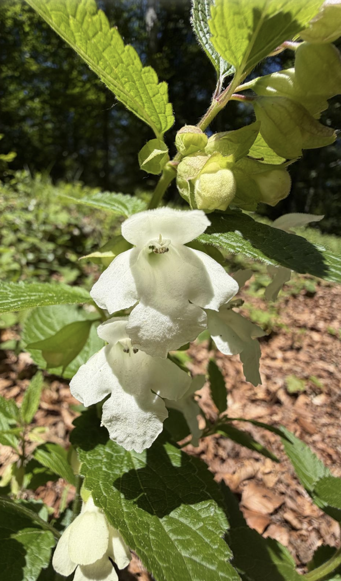 Melittis melissophyllum