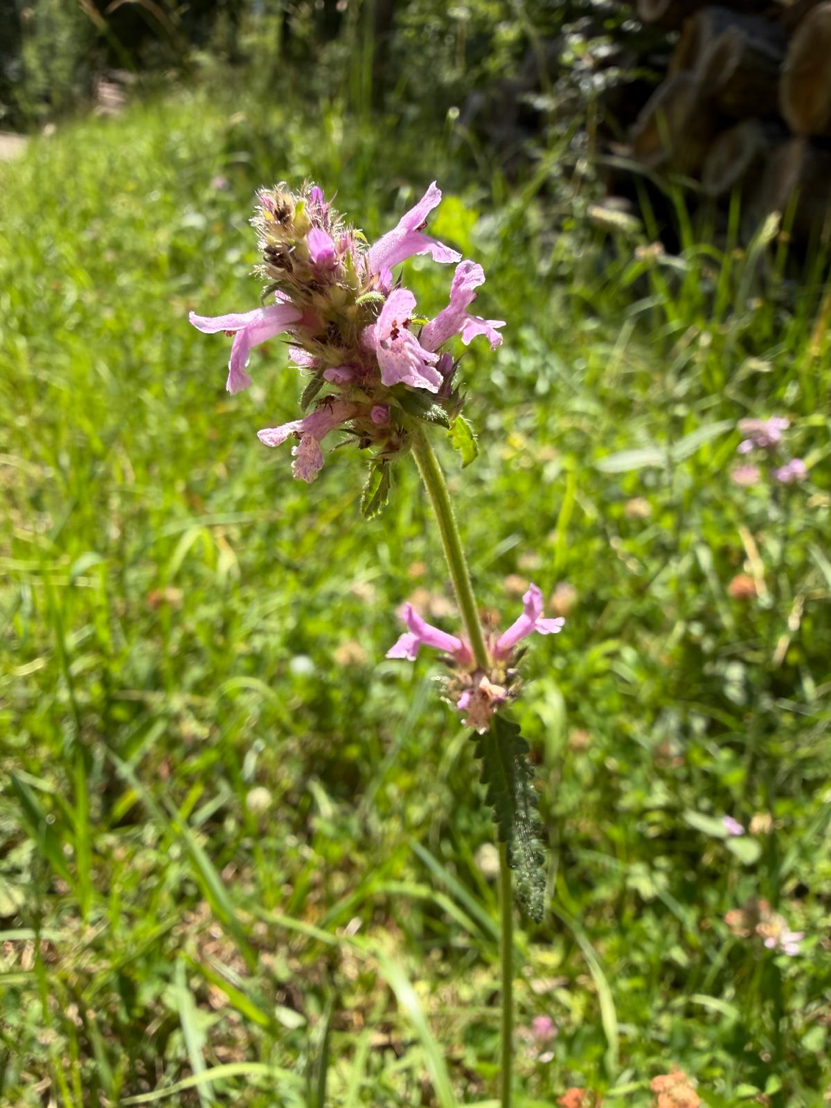 Stachys officinalis